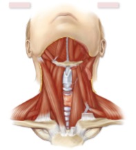 anatomy-of-the-neck-label-mck-muscles-anterior-neck